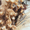 details from a dried flower bouquet with flomis, eucalyptus, phalaris, pampas grass, miscanthus and ptilostimon